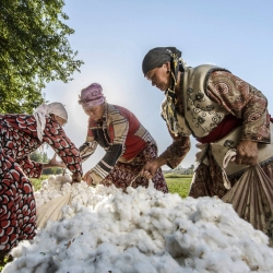 Baumwollernte in Kirgistan