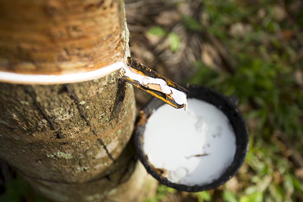 Baum, von dem Kautschukmilch gewonnen wird